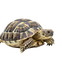 Fototapeta premium Isolated land turtle portrait showcasing detailed shell patterns against black backdrop