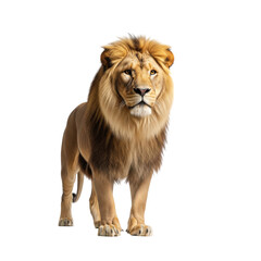 Fototapeta premium Majestic lion portrait isolated against a stark black background, wildlife animal