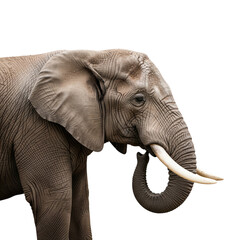 Obraz premium Majestic african elephant portrait showcasing textured skin and ivory tusks