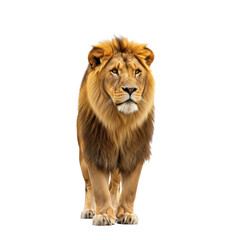 Fototapeta premium Majestic Lion Portrait Isolated on Black Background Captivating the Viewer