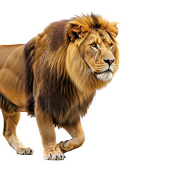 Obraz premium Majestic lion portrait against stark background showcasing power and grace