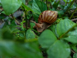 A large brown land snail with a striped shell is seen crawling on a wet green leaf among the bushes.