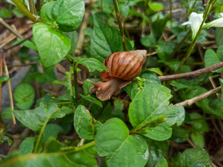 A large land snail crawls in a green plant polybag, against a background of lush, wet leaves.