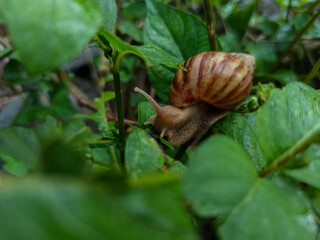 A large brown land snail with a striped shell is seen crawling on a wet green leaf among the bushes.
