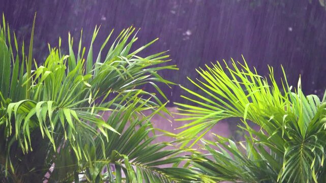 The beginning of the rainy season. A tropical downpour, blirt. The monsoon wind shakes the palm trees violently, Indonesia