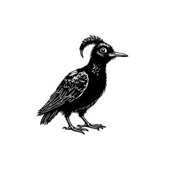 Elegant Black Bird with Unique Crest: A Captivating Wildlife Illustration on White