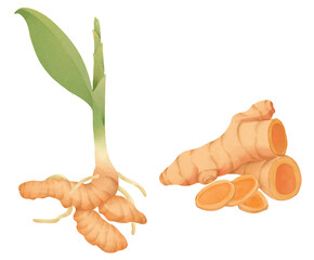 Turmeric Root and Plant Spice Illustration 