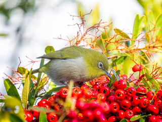 ピラカンサとメジロ