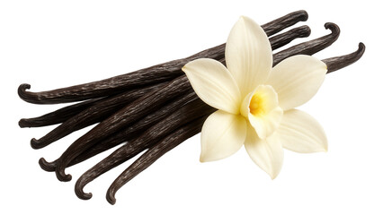 Naklejka premium A cluster of fragrant vanilla beans accompanied by a blooming vanilla orchid flower on transparent background.