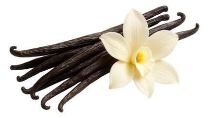 A cluster of fragrant vanilla beans accompanied by a blooming vanilla orchid flower on transparent background.