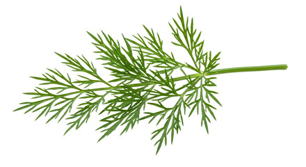 Closeup of Fresh Dill Sprig with Detailed Leaf Structure