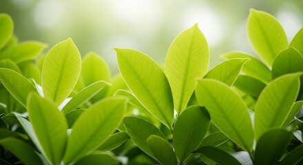 Obraz premium Bright green tropical leaves with soft light and shallow depth of field