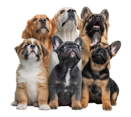 Group of six adorable puppies of different breeds image isolated transparent. Dogs doggies looking upward with curiosity cut out photo png. Pets domestic animals cutout photography