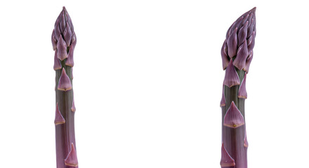 Obraz premium Closeup of Two Vibrant Purple Asparagus Stalks with Detailed Budding Tips