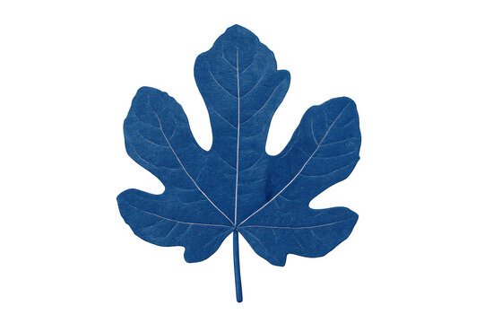 Vivid blue fig leaf detailing pronounced veining, translucent backdrop revealing delicate botanical textures and intricate leaf patterns