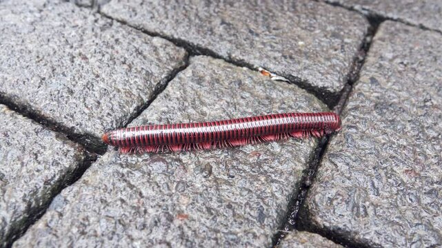 centipede quickly crosses a street in Surabaya, Indonesia. Information for scrupulous tourists