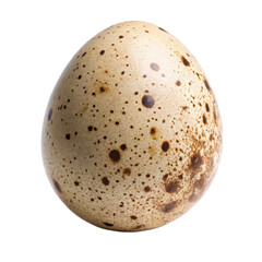 Single speckled bird egg isolated on a white background