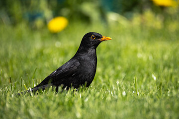 Amsel auf einer Wiese