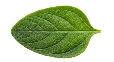 Obraz premium Closeup View of a Vibrant Green Leafs Detailed Veins
