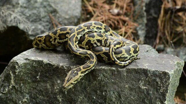 royal python close up with skin texture. snake python on rocks and on ground surface