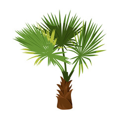 Isolated windmill or chusan palm. Vector chinese or indian tree or trachycarpus fortunei. Asia agriculture icon. Shore or beach tropical flora. Biology and botany, exotic agriculture. Japan plant.