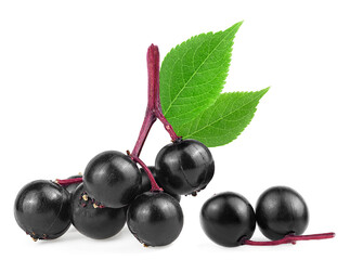 Sambucus - black elderberry fruits and green leaves isolated on a white background. European black elderberry.