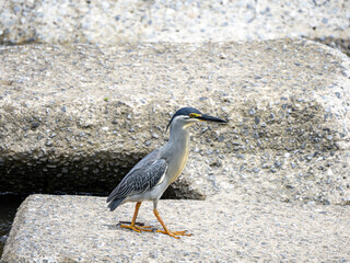 川のブロックに立つ、ササゴイ