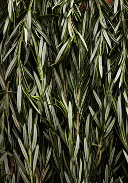 Rosemary