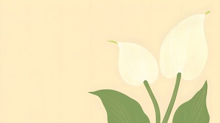 Elegant White Calla Lilies on Pale Yellow Background Botanical Illustration
