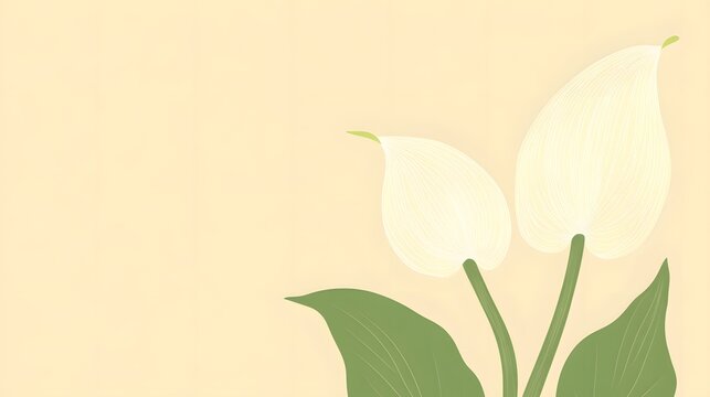 Elegant White Calla Lilies on Pale Yellow Background Botanical Illustration