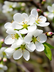 Obraz premium In early spring, white plum blossoms bloom. green plum blossoms - prunus mume