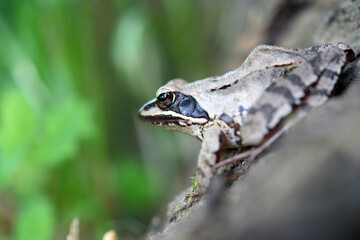 frog in the grass