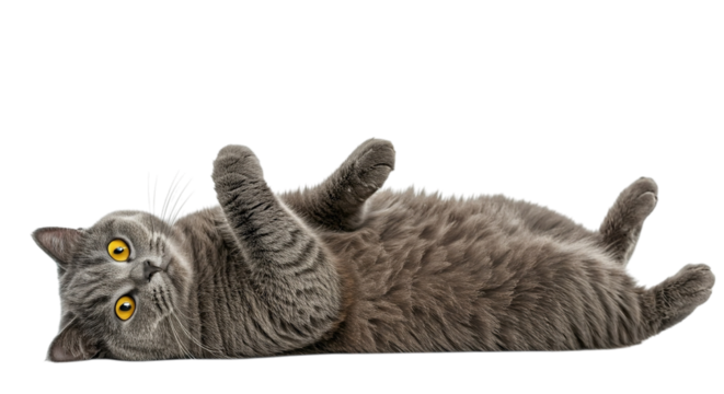 A gray tabby cat lying on its back with its paws up in the air and looking at the camera with yellow eyes