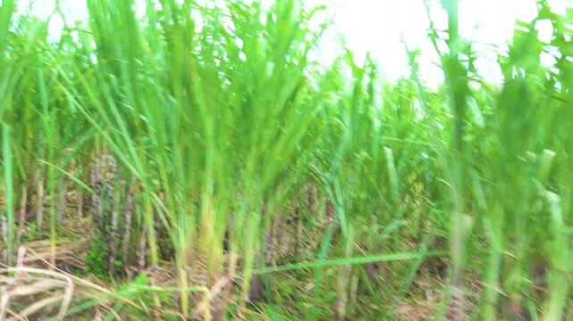 Sugar cane plantation in Indonesia, Java island