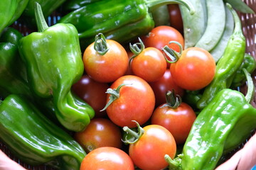 採れたての新鮮野菜
