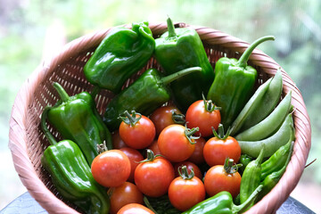 採れたての新鮮野菜
