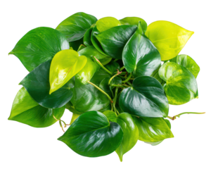 Green and yellow heart shaped leaves of tropical houseplant isolated on transparency background, showing glossy texture and vibrant natural colors for indoor decoration