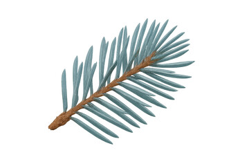 Realistic 3d rendering of a blue spruce branch with transparent background, perfect for christmas or winter designs
