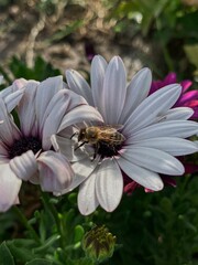 Osteospermum fruticosum. White flowers with a purple center. A bee sits on a white flower. Home flower garden. White flowers on a background of green leaves. Flower bushes.