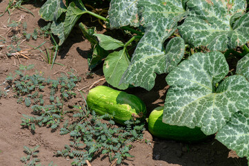 Close-up of healthy zucchini plants flourishing in the fertile soil of a sunny farm field in...