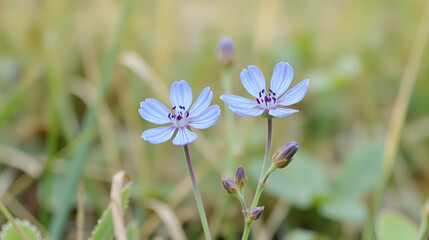Knapweed flower. Bluets plant. Hand drawn centaury