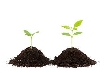 Two seedlings growing in soil on black background