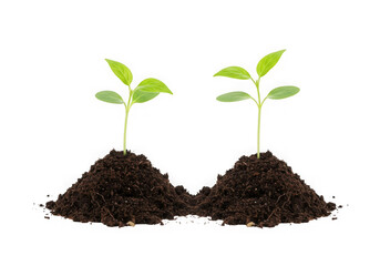 Two young green seedlings growing in soil