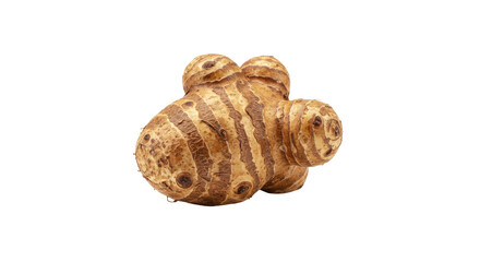 Detailed CloseUp of a Freshly Harvested Jerusalem Artichoke Root Vegetable