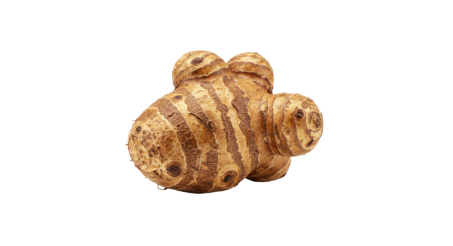 Detailed CloseUp of a Freshly Harvested Jerusalem Artichoke Root Vegetable