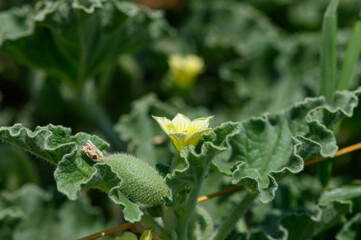 Ecballium elaterium with Fruits and Flowers in the Wild