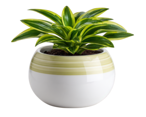 Green and yellow variegated houseplant in round white ceramic pot with beige stripe, isolated on transparency background, showing healthy leaves and soil