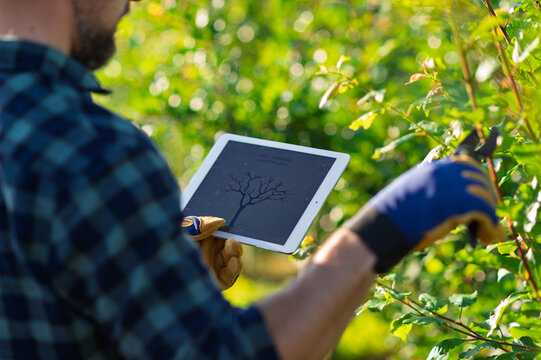 Farmer with tablet standing outdoors in orchard, learning how to trim a tree.