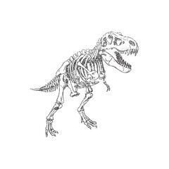 Illustration of a T-Rex skeleton in vintage stipple engraving style isolated on transparent background