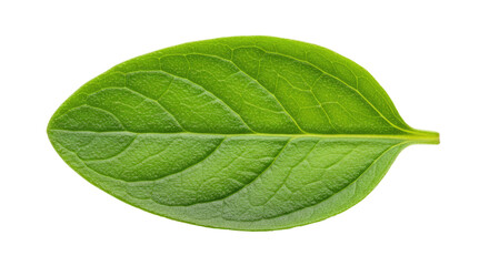 Obraz premium Detailed CloseUp of a Vibrant Green Leaf with Textured Surface